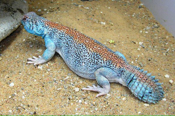 Uromastyx thomasi is a gorgeous lizard found in Central Oman. 