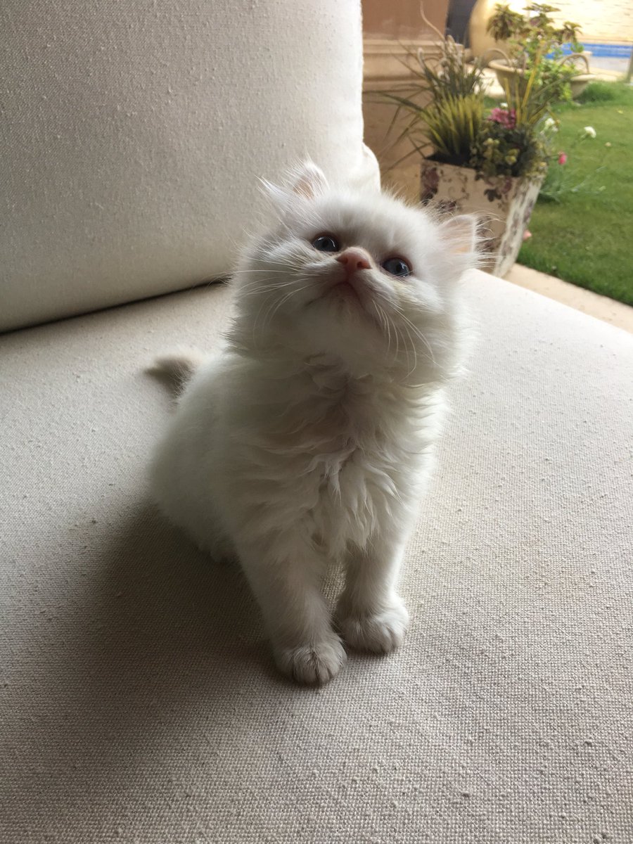 SarahSabrii's tweet photo. Pure persian (sherazi) male for adoption.
45 days. https://t.co/LoejPTbqZz