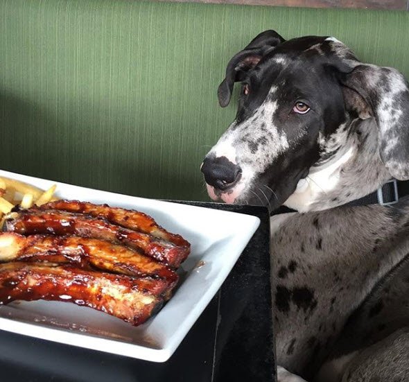 Tavern 101 On Twitter Ribs Are A Dog S Best Friend Come Relax