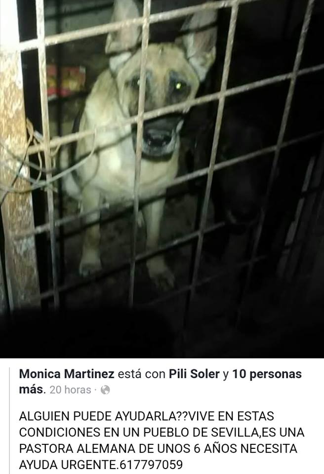 SosAbuelos1's tweet image. URGENTE 
PASTORA ALEMANA (6 AÑOS) #SEVILLA
VIVIENDO EN PESIMAS CONDICIONES. ¿ALGUIEN PUEDE ECHARLE UNA PATITA??
CONTACTO; 617797059
facebook.com/photo.php?fbid…