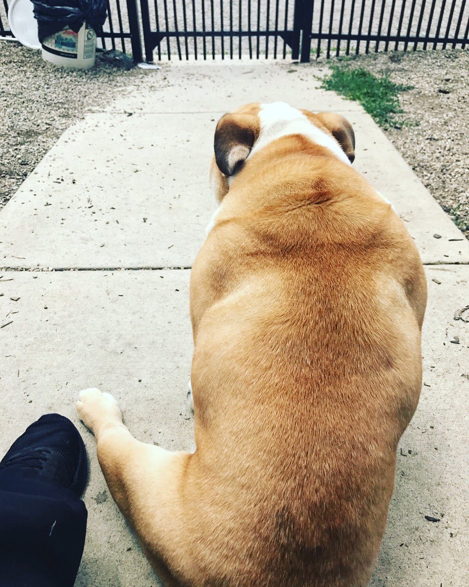frecklebellydog's tweet photo. No hurry, just waiting on you to get home that’s all....(Meatball in good hands at doggy-sleep-over) #englishbulldog #bulldogsof #dogs https://t.co/PieoORURaz