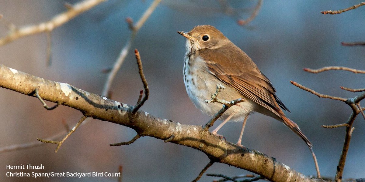 Whether you consider the Wood, Hermit, or Swainson's Thrush to have the most beautiful bird song in North America, they all share the same anatomical structure to produce those haunting harmonies. ow.ly/Mf8j30kkIyZ