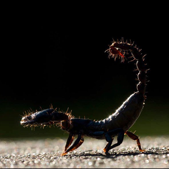 legatumplanet's tweet photo. legatumplanet

🦂Scorpions are relatively large among terrestrial arthropods, with an average size of about 6 cm. Scorpions exhibit few sexual differences, although males usually are more slender and have longer tails than females. Giants among scorpions include the black emper https://t.co/epeBkjmyRf