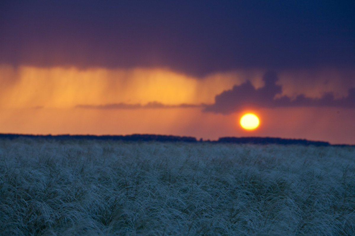 На Куликовом поле цветёт ковыль! Приезжайте любоваться 😊