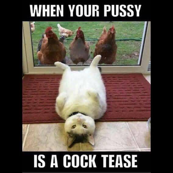 DoriAndDottie's tweet image. #SaturdayMorninghumor #catschicken have a #RuffandRowdy one🐾
#thechifactory