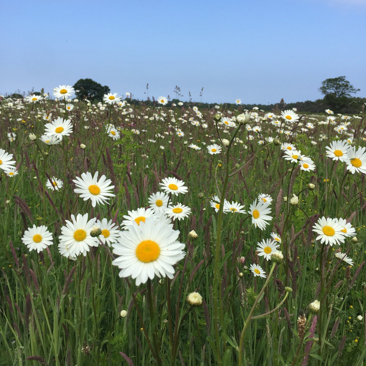 SYMutt2016's tweet image. It’s not just a great walk and day out watching entertainment in the arena. #StruttYourMutt also takes place in part of a site of special scientific interest not normally open to the public.Why not make the most of the beautiful weather and come and join us tomorrow? #suffolk