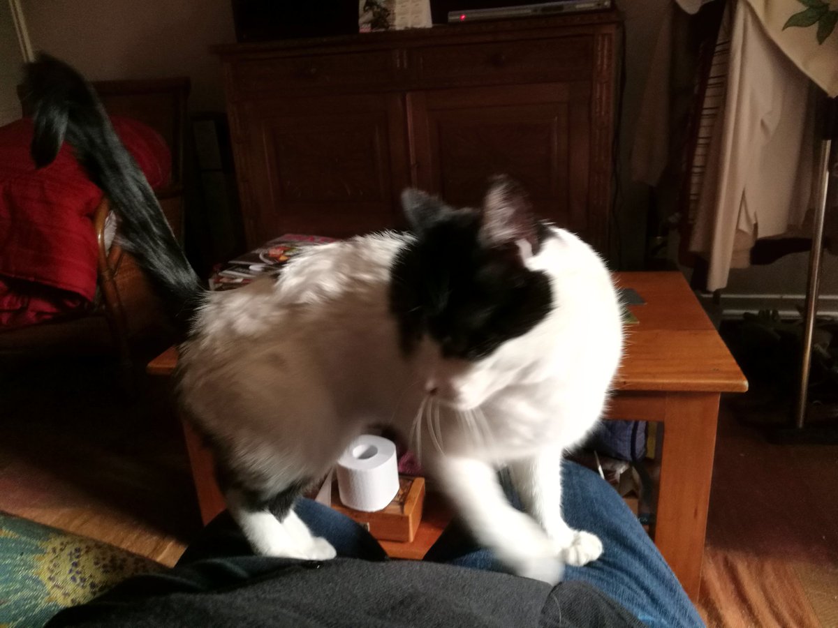 Dousuf's tweet photo. #adoptame #cariñoso #adopta #AdoptaNoCompres #gatos  soy Simón, mi ama se fue al hogar de ancianos y yo busco familia soy muy sociable, cariñoso y sobre todo muy educado... Tengo 3 años y estoy esterilizado... https://t.co/5FxNfgfU9j