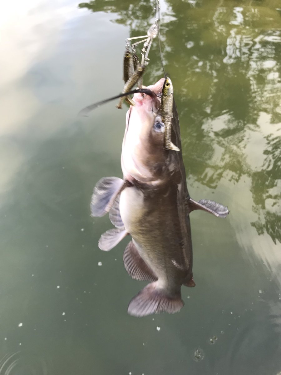 Tad360bass Di Twitter 今朝の釣果 3インチセンコーネコリグで44cmバス ベイトボールスピナーで人生初キャットフィッシュ 先週ベイトボールひん曲げた犯人お前かー バス釣り Livetarget ナマズ Catfish Bassfishing