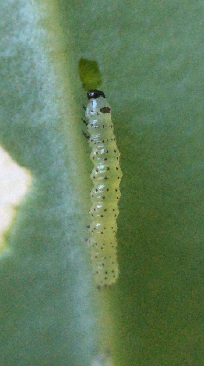 Rob Stephens Pa Twitter Brassica Caterpillar Update The Large White Caterpillars Are Looking Distinctive They Move Around In A Group Meanwhile The Purple Grey Egg Caterpillars Have Grown And Spread Across The Leaf And