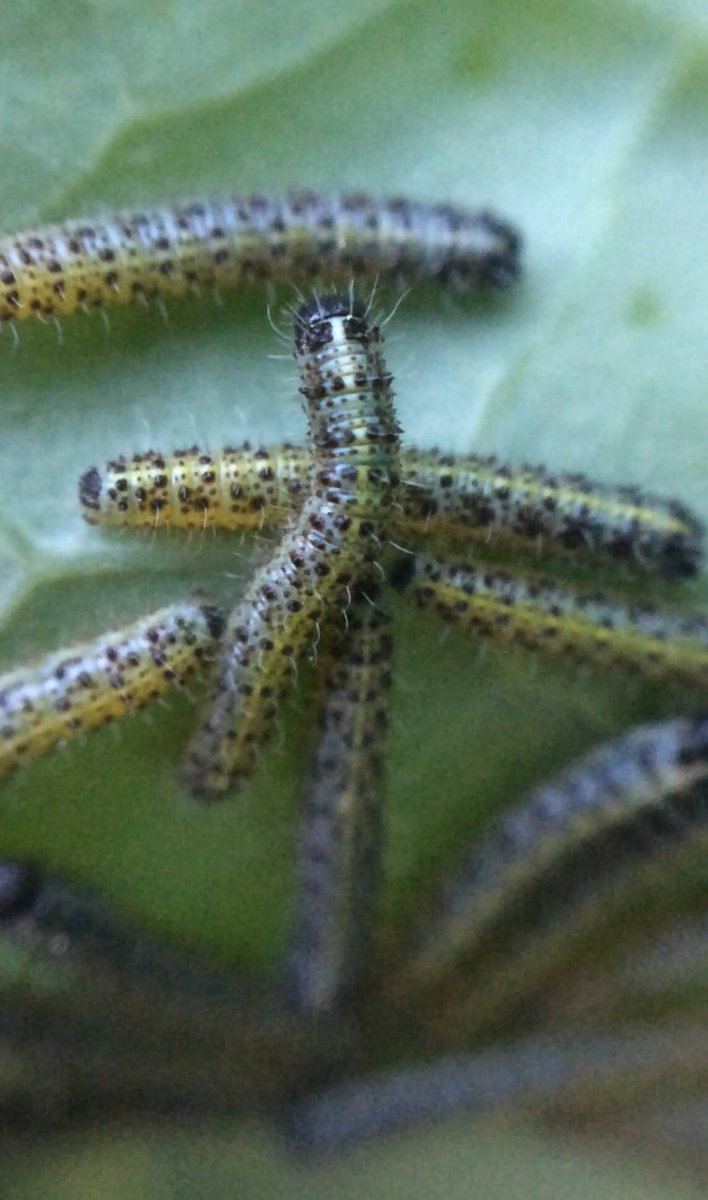 Rob Stephens Pa Twitter Brassica Caterpillar Update The Large White Caterpillars Are Looking Distinctive They Move Around In A Group Meanwhile The Purple Grey Egg Caterpillars Have Grown And Spread Across The Leaf And