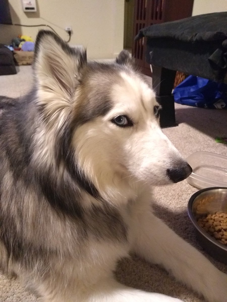 AWalk_Husky's tweet photo. I find it strange that some fish don't like water. #irony https://t.co/gXCdbJJQk1