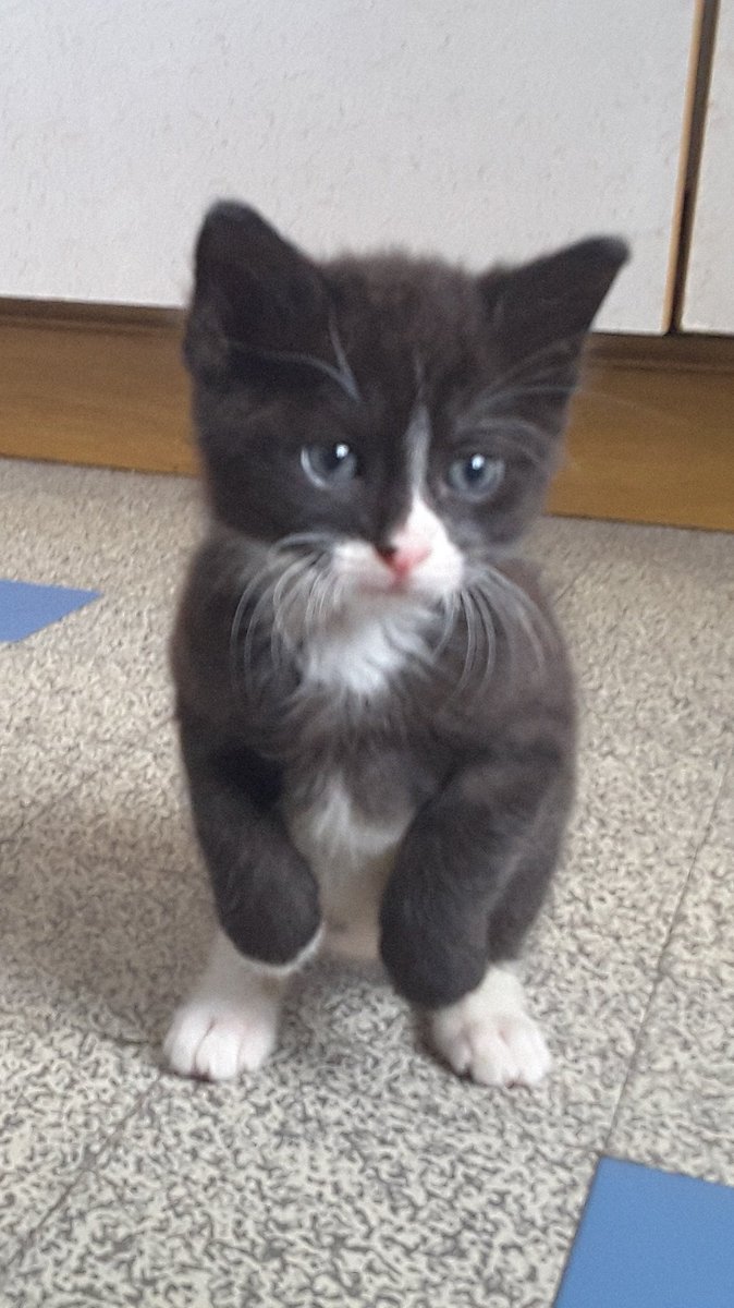 Nini_MacBright's tweet image. 2 mois / 4 mois / 2 ans.
En fait, il n'utilise que ses pattes arrières. C'est moins salissant