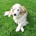Photo by Rags Key (@HelpFindRags)