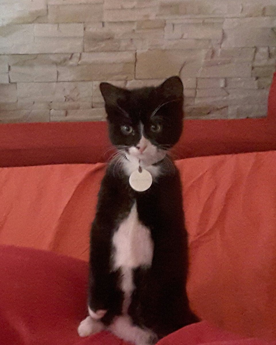 Nini_MacBright's tweet image. 2 mois / 4 mois / 2 ans.
En fait, il n'utilise que ses pattes arrières. C'est moins salissant