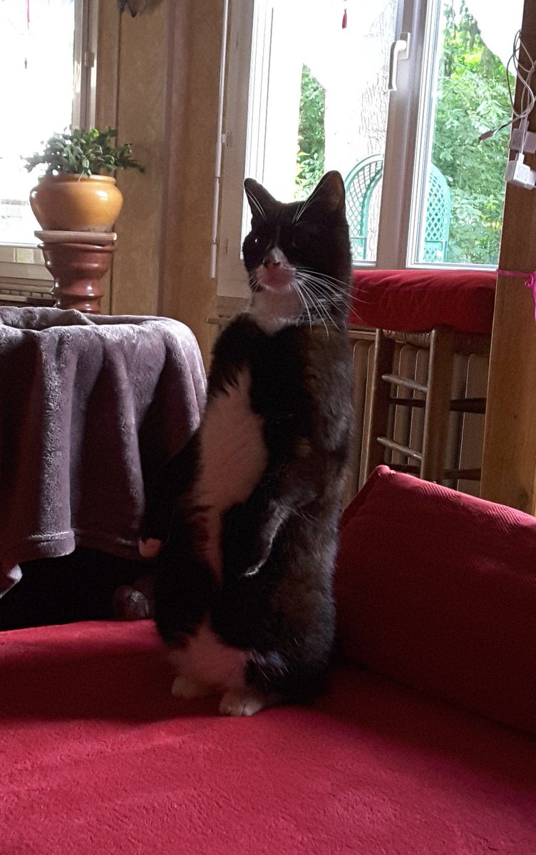 Nini_MacBright's tweet image. 2 mois / 4 mois / 2 ans.
En fait, il n'utilise que ses pattes arrières. C'est moins salissant