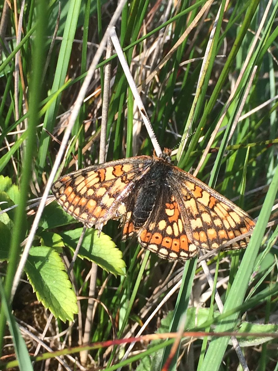 okeeffeml's tweet photo. Very few butterflies flying in the Burren today so nice to connect again with Marsh Fritillary. Fly Orchid and Lesser Butterfly Orchid among the plant highlights. https://t.co/p5AK9ooDCO
