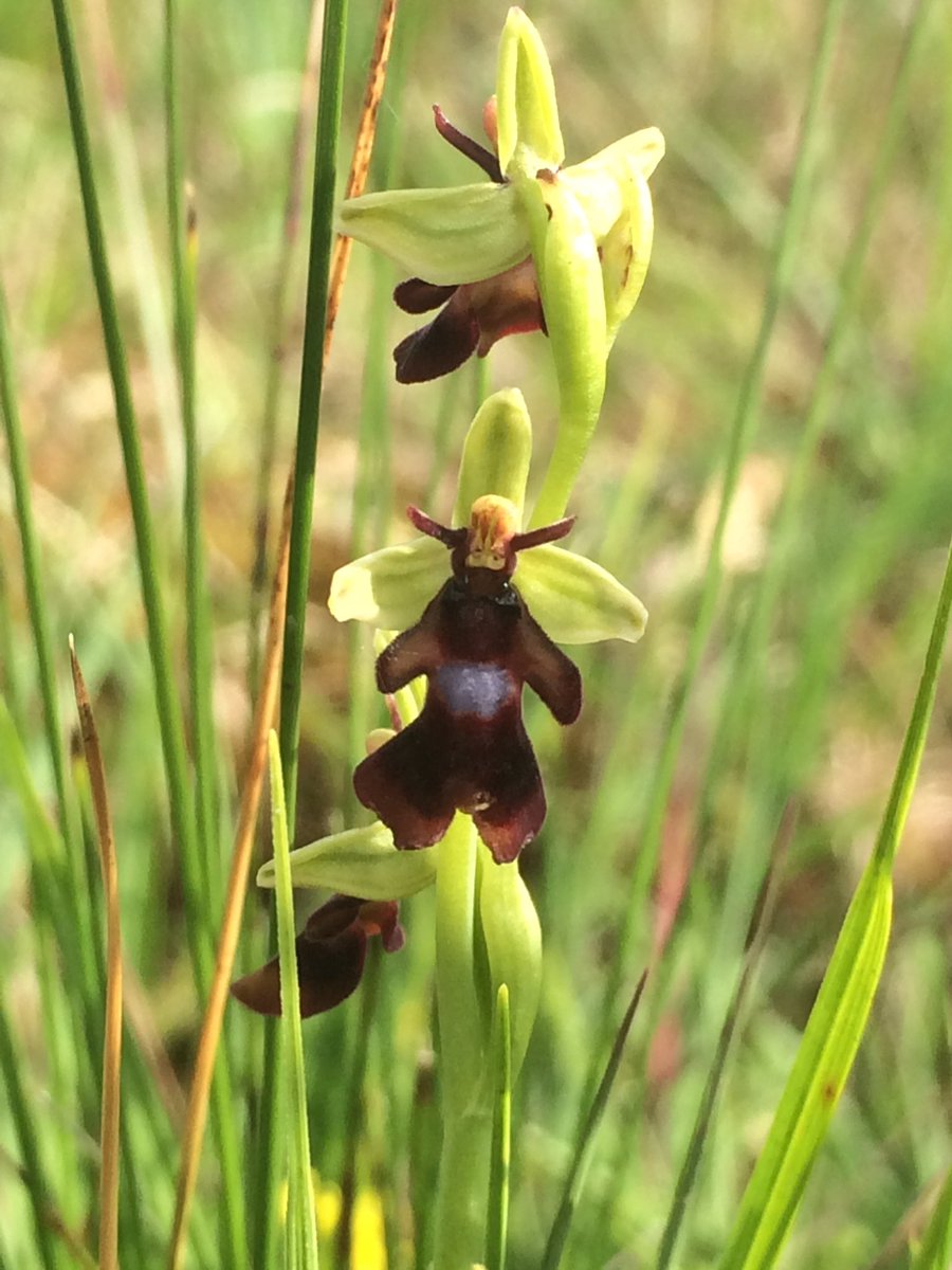 okeeffeml's tweet photo. Very few butterflies flying in the Burren today so nice to connect again with Marsh Fritillary. Fly Orchid and Lesser Butterfly Orchid among the plant highlights. https://t.co/p5AK9ooDCO