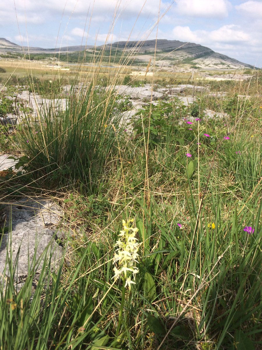 okeeffeml's tweet photo. Very few butterflies flying in the Burren today so nice to connect again with Marsh Fritillary. Fly Orchid and Lesser Butterfly Orchid among the plant highlights. https://t.co/p5AK9ooDCO