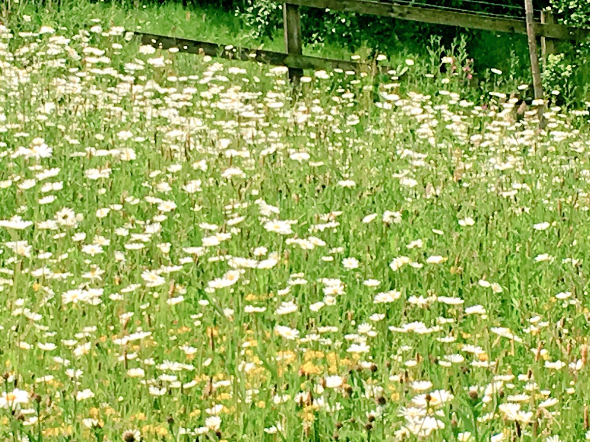 TracyBosanko's tweet photo. Giles Farm today - looking idyllic. A wildlife meadow, pond and spectacular views over the Ribble Valley. Thank you Kirsten and Phil Brown, you have created something very special. https://t.co/czt5r3Aiy1