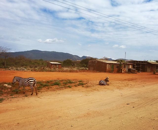 thisGPlife's tweet image. Zebras in the village!
#unexpectedsights #lovethewildlife #pundamilia #swahili #roadtrippin #roadsidephotography #kenya ift.tt/2LDWZ4F