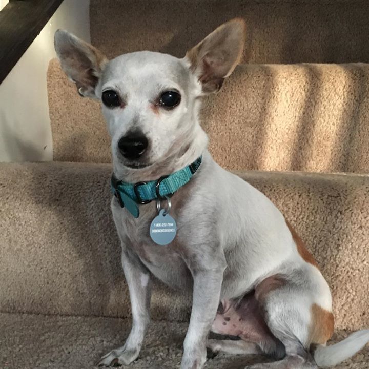 Lost Dogs Illinois On Twitter Lost Lincolnshire Il Port