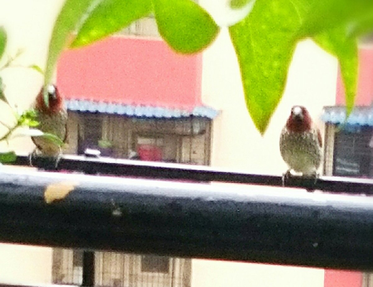 DilipSitaram's tweet photo. परतुनी अाले पुन्हा पक्षी अपुल्या देशी। https://t.co/6CGrkqwHeb