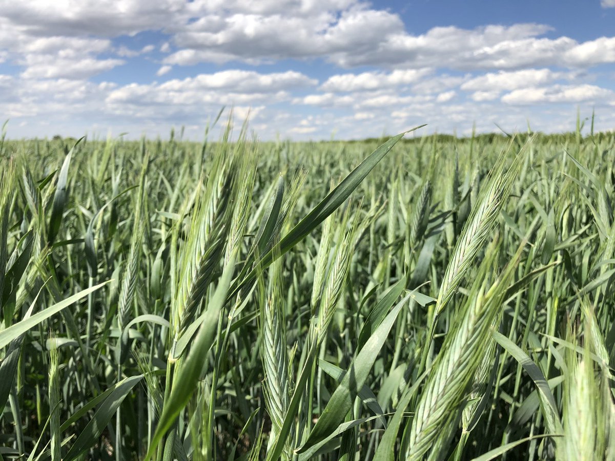 Did you know 40% of the energy in a rye plant comes from the stem? Don’t use a fungicide on the heads before flowering or during flowering as it will inhibit pollen distribution in the wind. Avoid irrigation during flowering if possible also. #SeedNetHybridRye