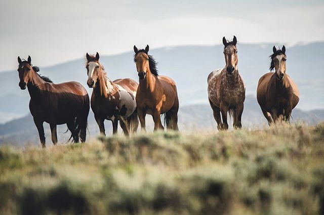 Chillin with the homies. .
.
.
.
.
.
.
.
.
.
.
#horses #brushcreekranch #ungulates #horsesofinstagram #wyoming #wyomingexplored #thisiswy #neverstopexploring #ourwild #307 #horse #optoutside #adventurevisuals #withmytamron #tamron70200 #tamron70200g2 #ni… ift.tt/2sK54O5