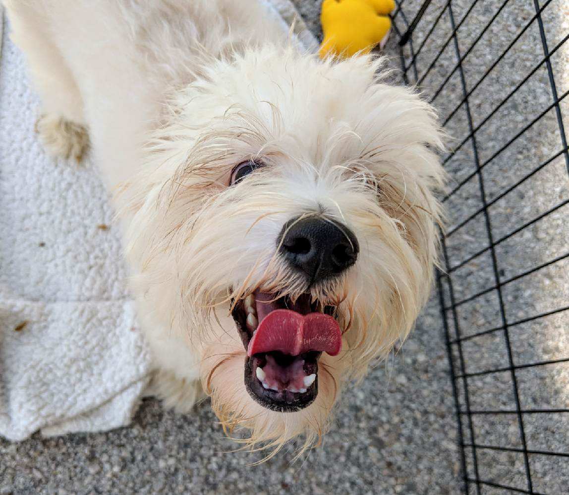 HoustonSPCA's tweet photo. We're at @WatsonsPub until 4pm with some epic cuties looking for homes! Come see them all- who knows, maybe today is the day you decide to adopt! https://t.co/o5zj8TqmUT