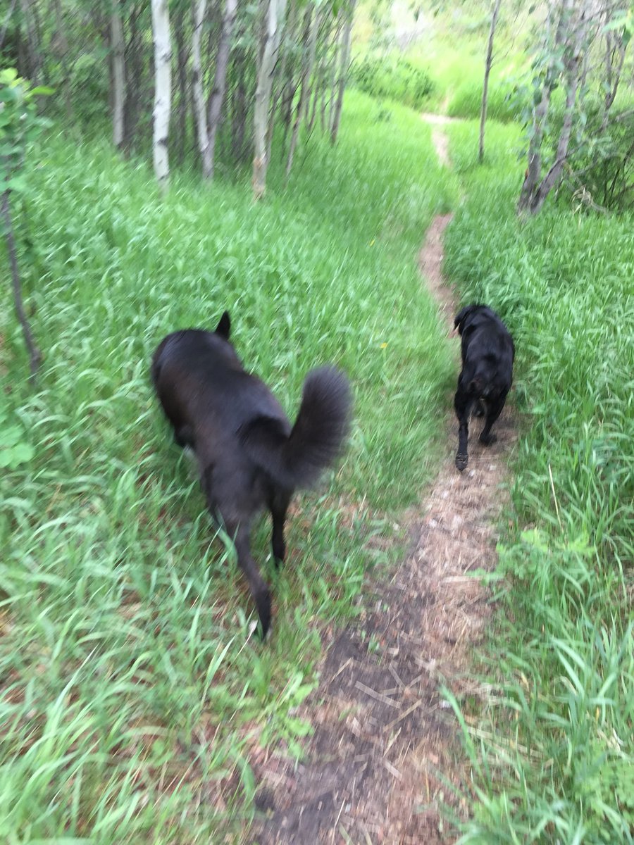 BatDogMaddy's tweet photo. Saturday park day with my sister. Thank God I didn’t come home muddy as I need to dress up for a very important pawty tonight 🕺🏻🎉  @NoseHillDogs https://t.co/5mI0lARqNO