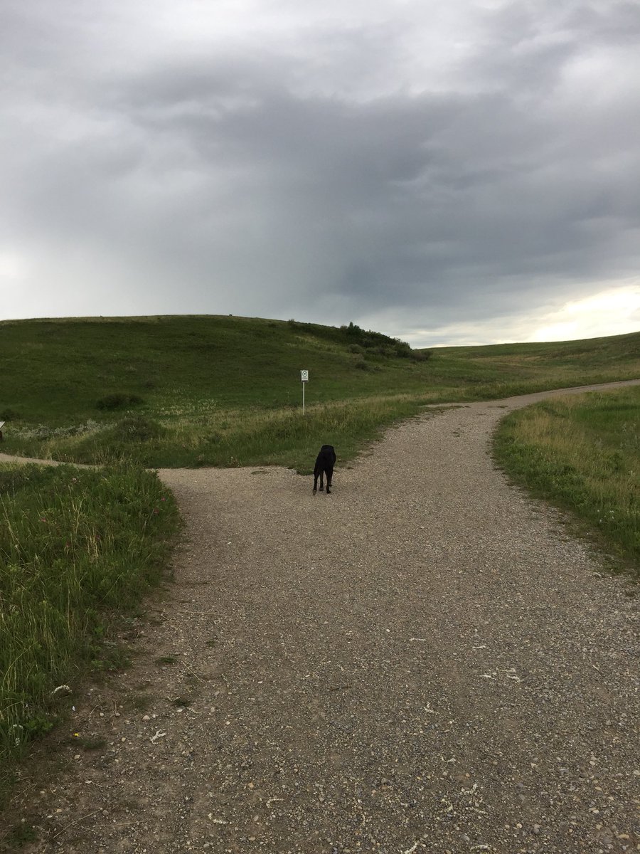 BatDogMaddy's tweet photo. Saturday park day with my sister. Thank God I didn’t come home muddy as I need to dress up for a very important pawty tonight 🕺🏻🎉  @NoseHillDogs https://t.co/5mI0lARqNO