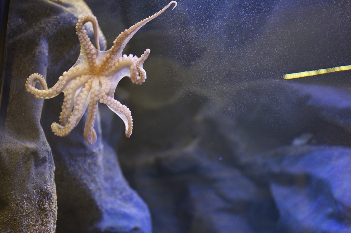 humboldtcalpoly's tweet photo. Smithsonian Magazine just named Trinidad one of the best small towns to visit in 2018. If you go, check out the #HSUMarineLab! #HumboldtState https://t.co/Pd1zEP2gN6