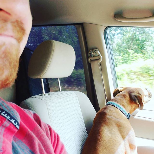 MudRiverLive's tweet photo. I actually really love this dog. Don't tell my wife —I've got her convinced I'm not a dog person. 😁🐕❤️ #nwboxerrescue https://t.co/Yo02blLbGv https://t.co/C6SQNyJVIE