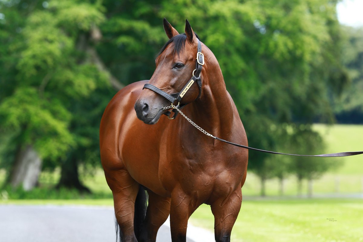AgaKhanStuds's tweet photo. Second wins in a row for the consistent daughter of #SeaTheStars named Sea Youmzain who wins a handicap at @haydockraces today for @MJR_Middleham.
Congratulations to all the connections. #Promising3yo #Sireonfire https://t.co/fJsaqrTZqo