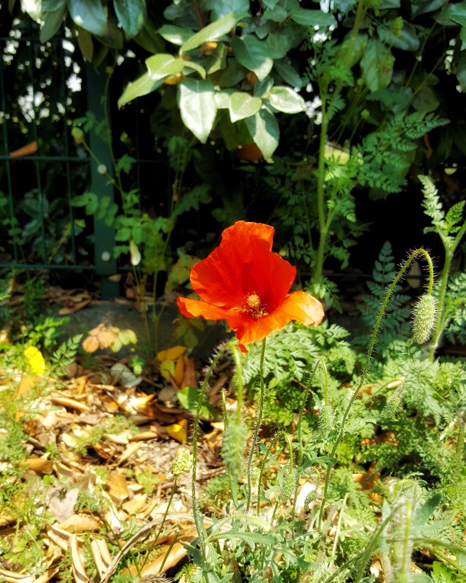 Alina95556295's tweet photo. #Sunnyday + #niceweather + #niceflower = #niceday 🌺🌺
#photography #photo #photographer #nature #NaturePhotography https://t.co/eh17kic0qk