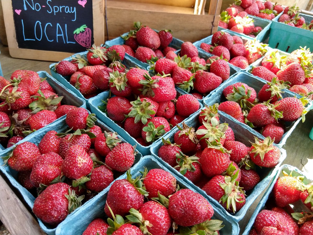 YourPotluck's tweet photo. Long Island strawberry season is short, sweet and happening right now. 
Here's your Long Island Farmer's Market Guide. #veryberry #strawberryseason #berrylover #summerberries #SaturdayMorning https://t.co/cbm3V0ISHl https://t.co/lfmCRSbkTy