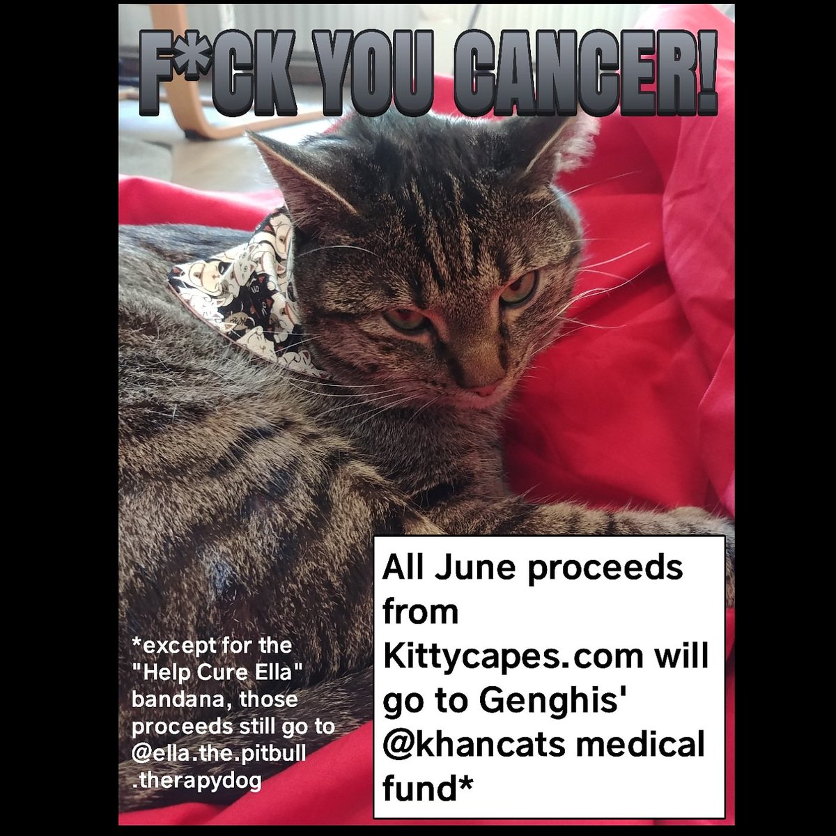 PLEASE PLEASE PLEASE, HELP OUR BEST FURRIEND GENGHIS <a href="/KhanCats/">THE KHANS 💔GENGHIS💔POOKHIE💔</a>.
Please send healing purrs, share his story &amp; help us raise the money for treatment. You can donate (links in their bio), buy from their or our etsy shop. Please help us save our family! 
#Pawcircle #ambassacats #ZSHQ