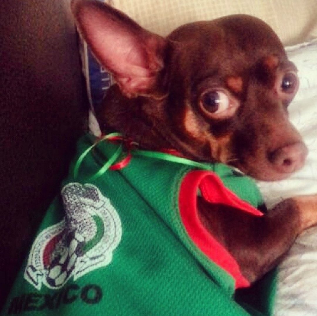 BeiLaDelCaS's tweet photo. Vamos México!!! @GanadorCroqueta #GanadorEnRusia https://t.co/6rq3XhKcHv