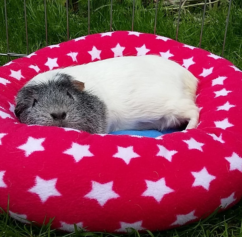 haypigs's tweet photo. Just chillin'... Pepper doing really well after her op 👍😊🐹❤ #chillinout #PiggyCrashMat #HayPigs #guineapigs https://t.co/s7Btu1vFh8