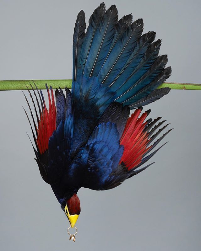 The Petite Orchid Ring is the perfect easy-luxe accessory, guaranteed to add a touch of luxury sparkle to any ensemble. Its versatile design allows it to be paired easily with other gold or pearl jewellery, making it the ultimate all-rounder piece. ift.tt/2JqudI7