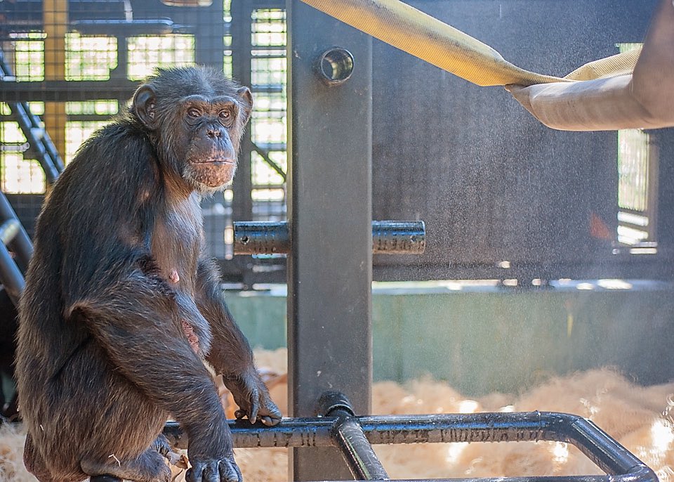 projectchimps's tweet photo. Help us keep the chimps cool during the hot summer! We need more misters for the villas and brown wrapping paper for nesting. Photo of #LBchimp in the mist by Crystal Alba. Amazon Wish List: https://t.co/gnTwz9Fv1t Thanks! #dogood https://t.co/8gq5rJnal4