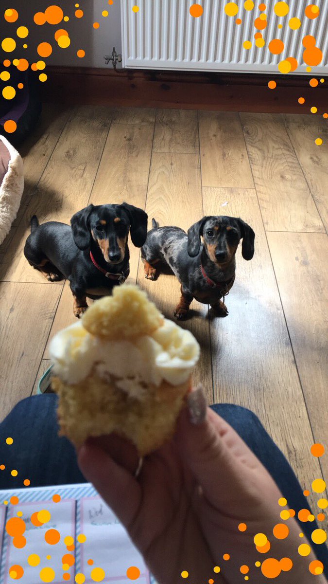 bennetteventing's tweet photo. Eating Homemade cakes whilst my little friends watch in hope. #guilty #sausagedogs #Dachshund https://t.co/AZaHnv0Lql