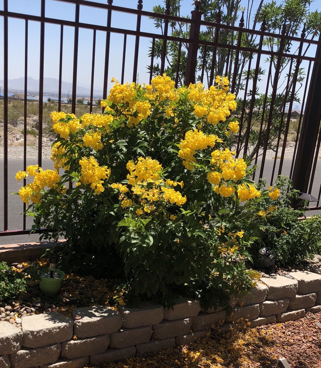 NVpixie's tweet photo. I love living up towards the mountains but the wind drives me and my plant crazy! #stopwind #bringrain #prettyblooms. https://t.co/X7USuqPU8f