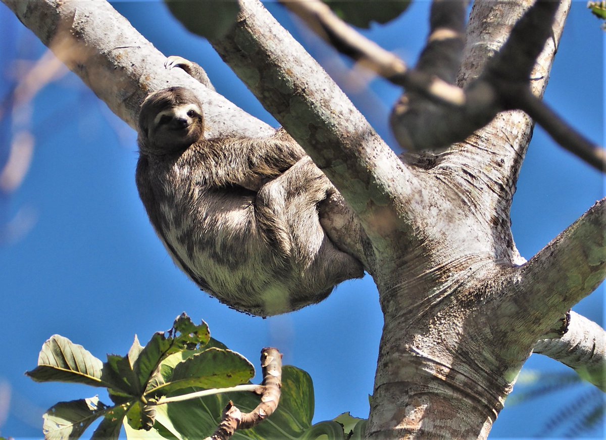 Floriaan DevlooDelva tweet media