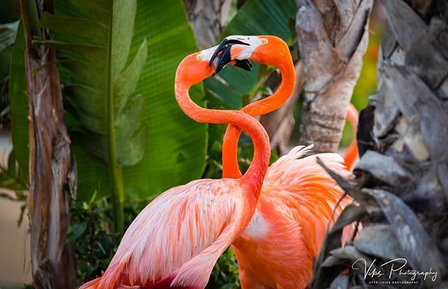 #Aruba 
#flamingo #flamingolover #searchwandercollect 
#dametraveler #beautifulmatters 
#lookslikeafilm #amazingdreamypics 
#keepitwild #iamatraveler #livethelittlethings 
#liveoutdoors 
#discoveryearth #agameoftones #awesomeglobe 
#places_wow 
#thatauth… ift.tt/2JtZNR9