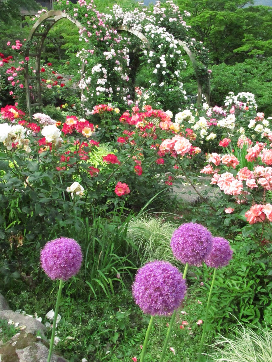 アリウム ギガンチウム