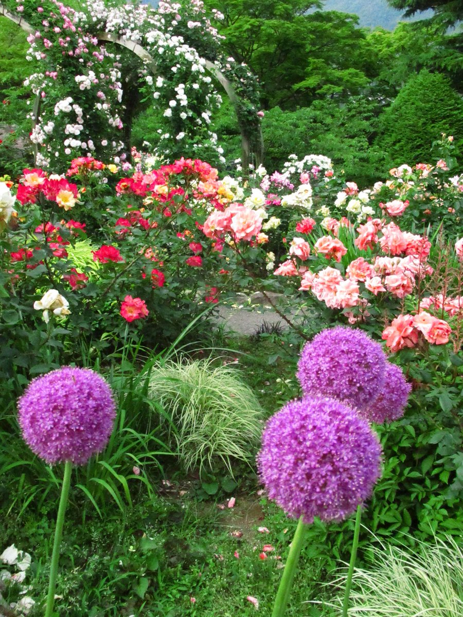 アリウム ギガンチウム