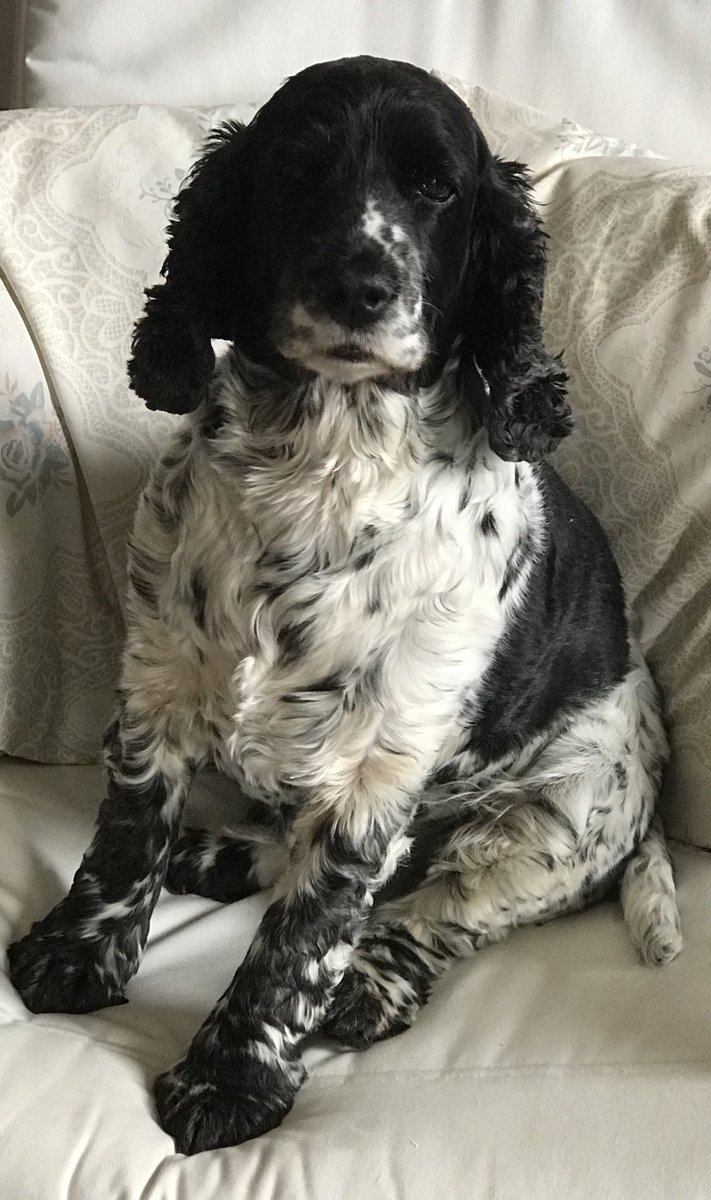 cocker spaniel snoring
