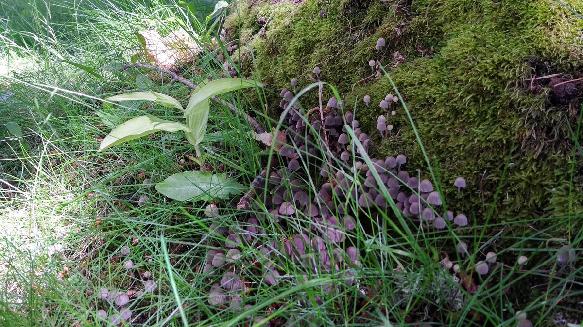 ArchivistKim's tweet photo. Seen some interesting nature or wildlife at #dhsi2018 ? Share with #dhsinature . Anyone know what mushrooms? https://t.co/mOj3GdjiJc