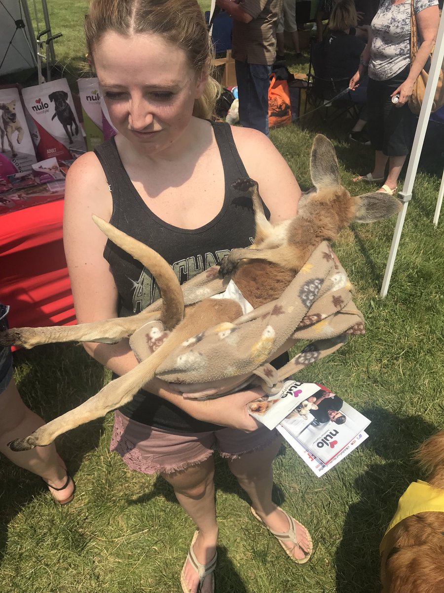stacebro's tweet photo. @chrisdelia ironically met a fucking kangaroo at a dog festival today in DELAWARE. Thank god I didn’t have to go to “just okay” Australia for this! Great show last night!!! https://t.co/7zcrz490Md
